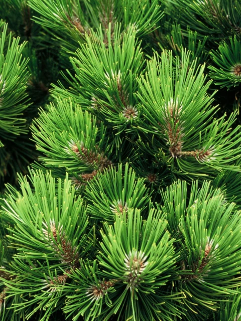Pinus heldreichii 'Compact Gem' (Sosna bośniacka 'Compact Gem')