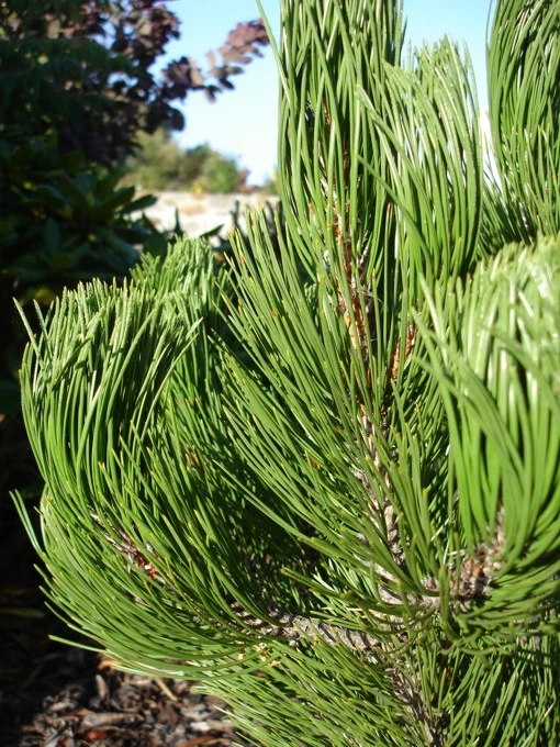 Pinus heldreichii 'Compact Gem' (Sosna bośniacka 'Compact Gem')