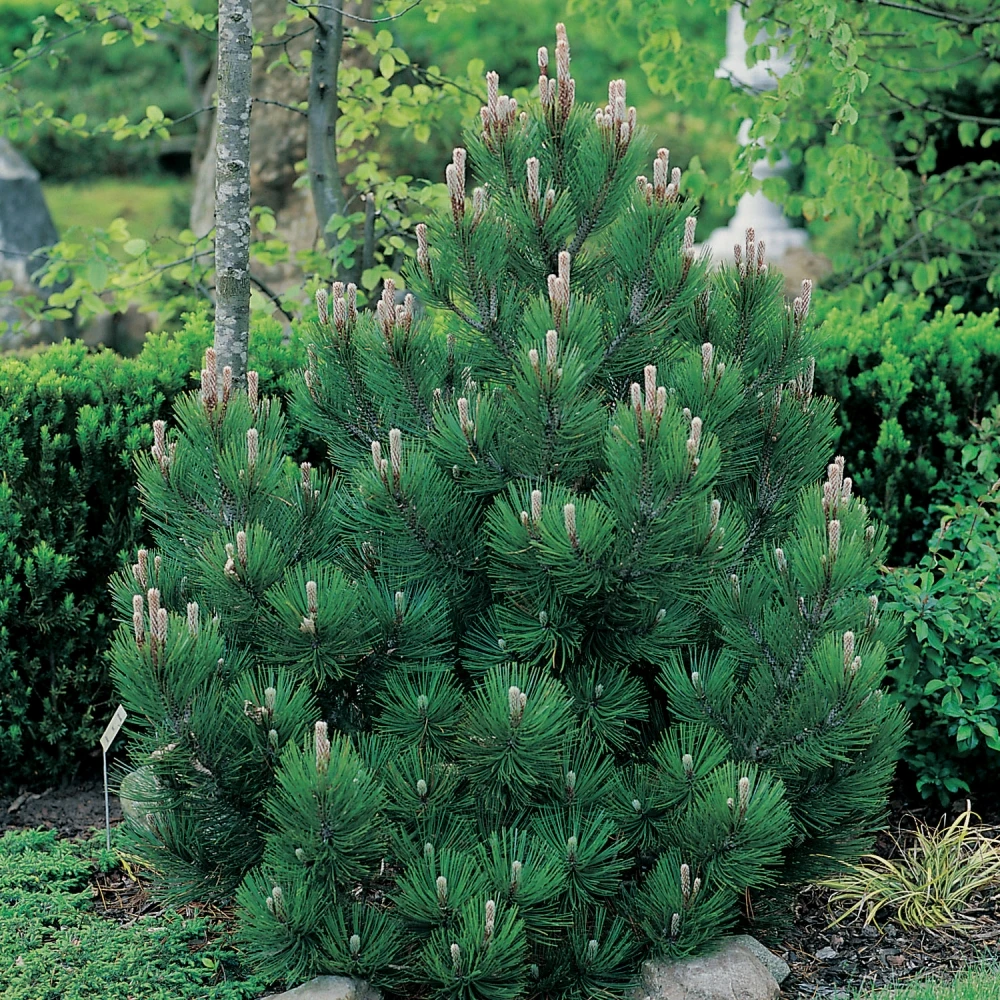 Pinus heldreichii 'Compact Gem' (Sosna bośniacka 'Compact Gem')