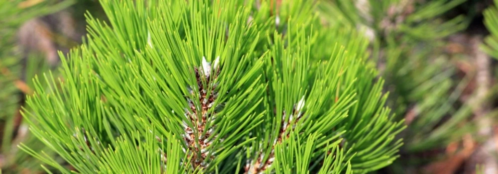 Pinus heldreichii 'Compact Gem' (Sosna bośniacka 'Compact Gem')