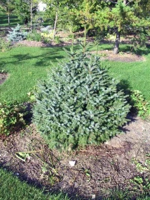 Picea omorika 'Nana' (Świerk serbski 'Nana')
