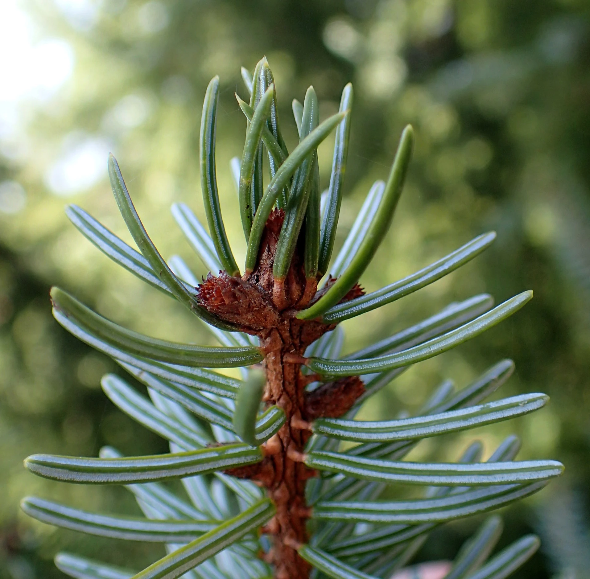 Picea omorika 'Nana' (Świerk serbski 'Nana')