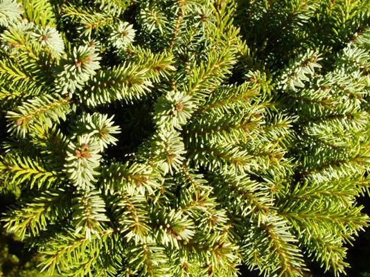 Picea omorika 'Nana' (Świerk serbski 'Nana')
