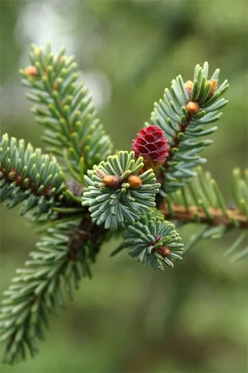 Picea omorika 'Nana' (Świerk serbski 'Nana')