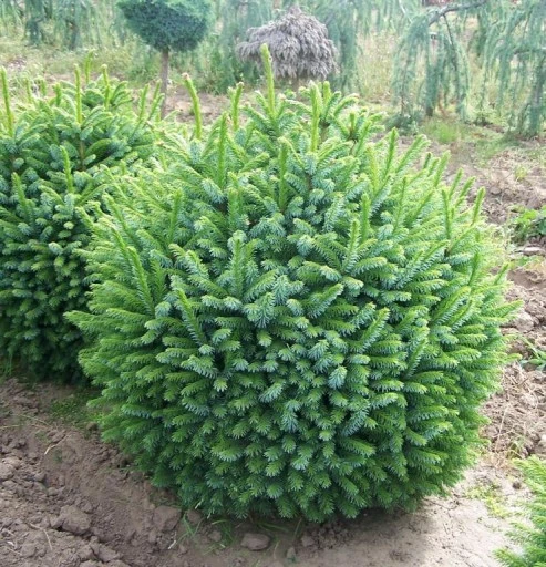 Picea omorika 'Nana' (Świerk serbski 'Nana')
