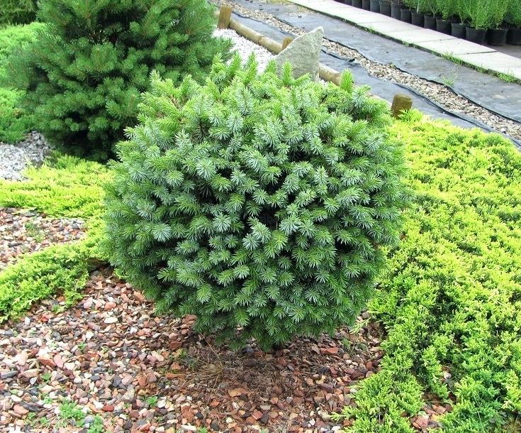Picea omorika 'Nana' (Świerk serbski 'Nana')