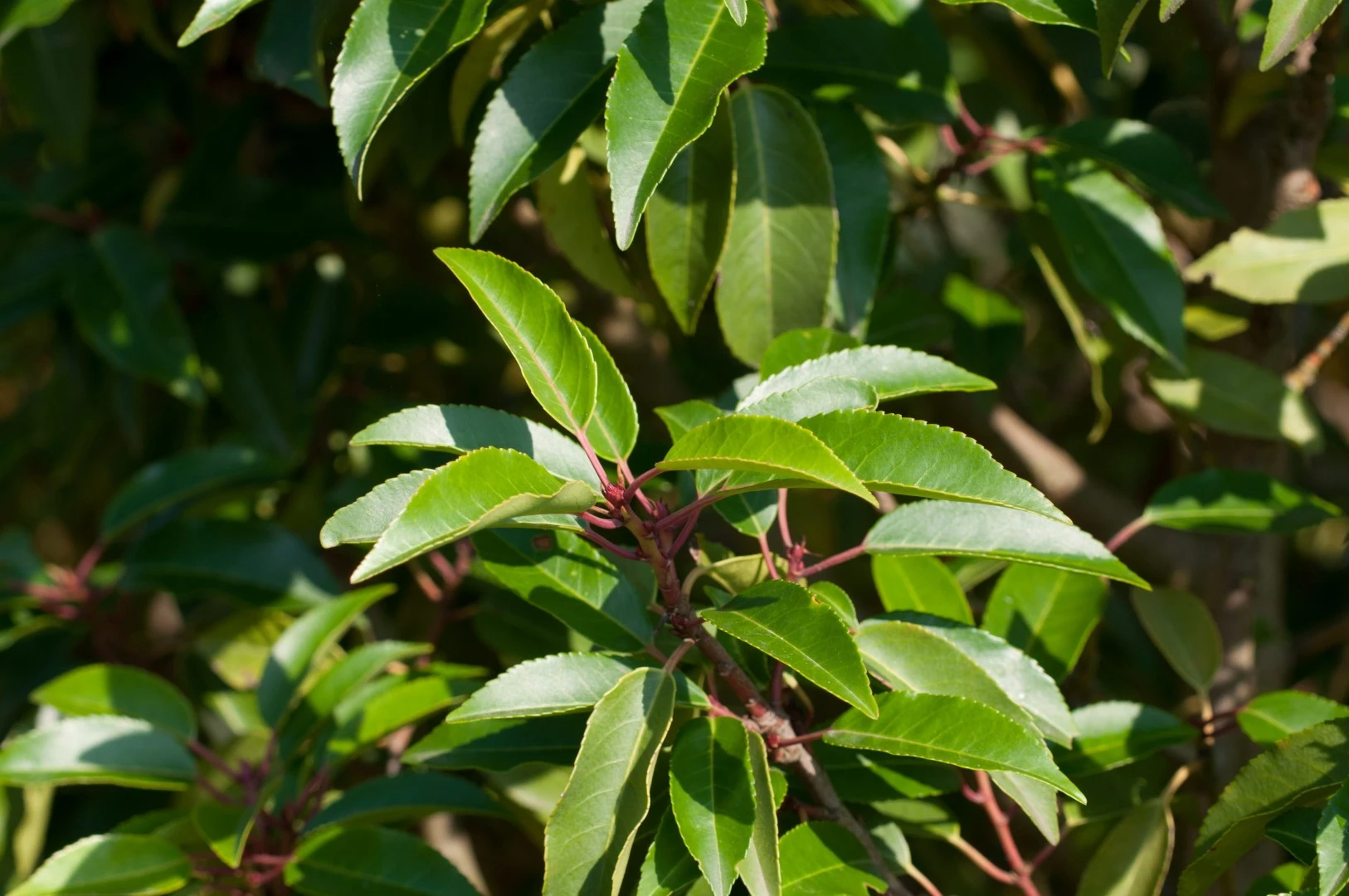 Prunus lusitanica 'Angustifolia' ( Laurowiśnia portugalska 'Angustifolia')