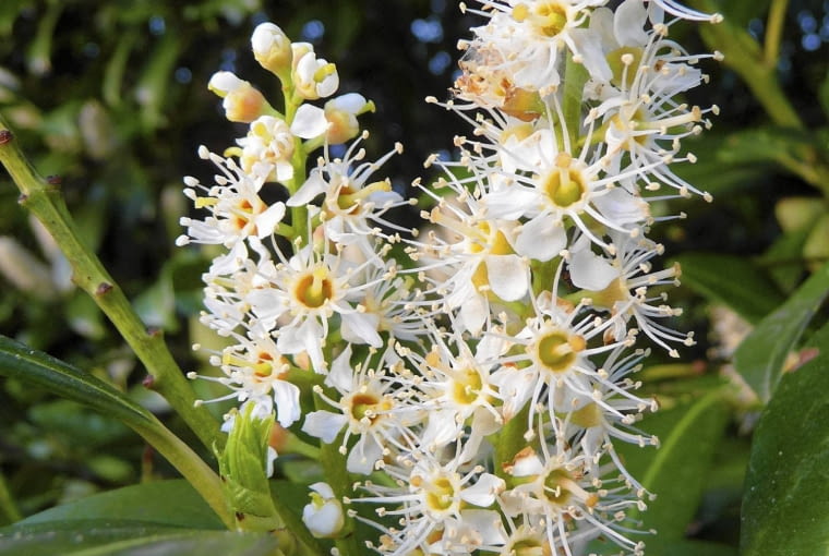Prunus lusitanica 'Angustifolia' ( Laurowiśnia portugalska 'Angustifolia')