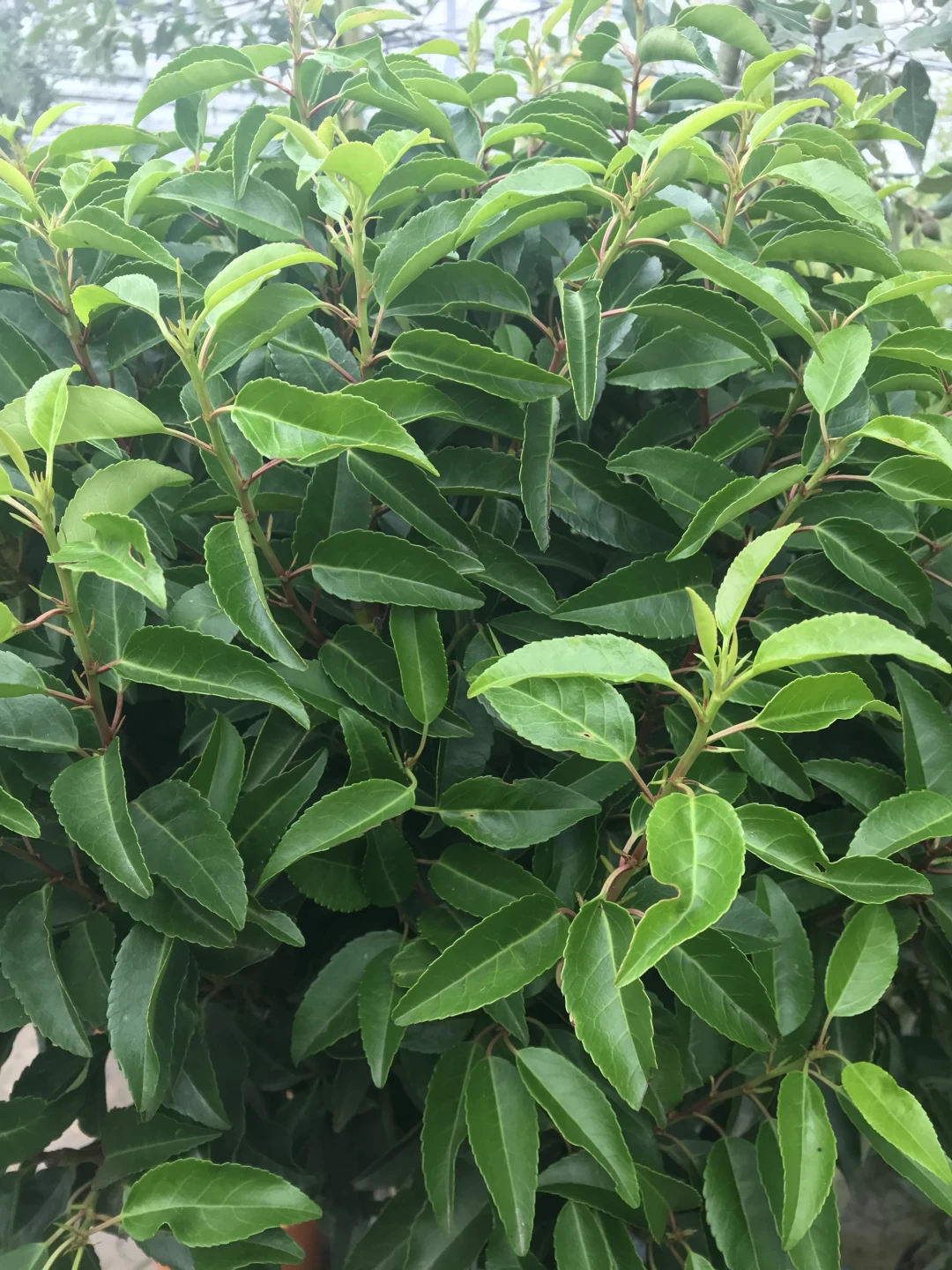 Prunus lusitanica 'Angustifolia' ( Laurowiśnia portugalska 'Angustifolia')