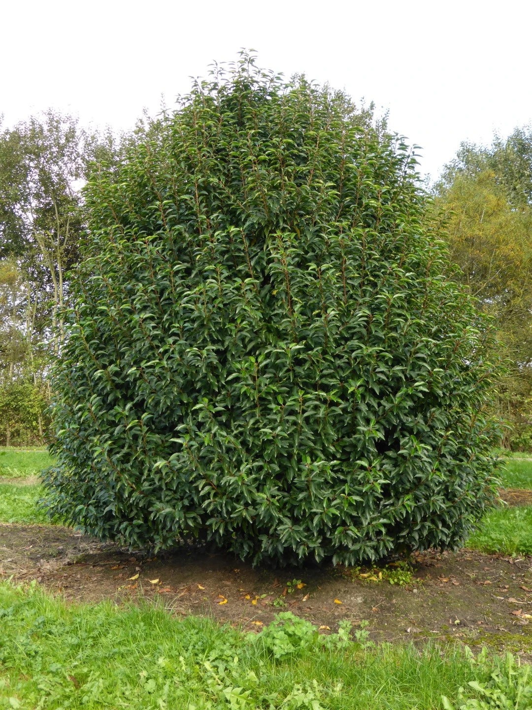 Prunus lusitanica 'Angustifolia' ( Laurowiśnia portugalska 'Angustifolia')