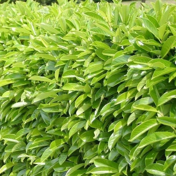 Prunus laurocerasus (Laurowiśnia wschodnia)