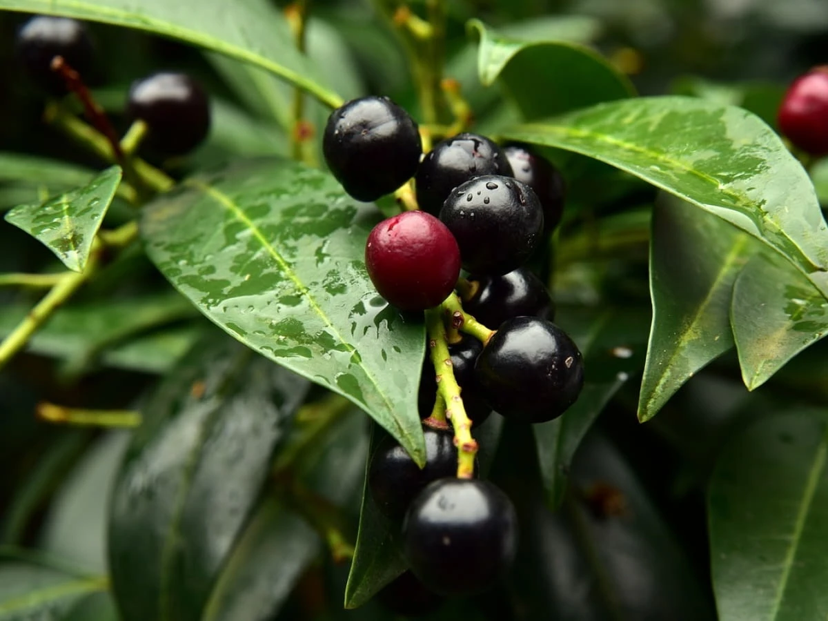 Prunus laurocerasus (Laurowiśnia wschodnia)