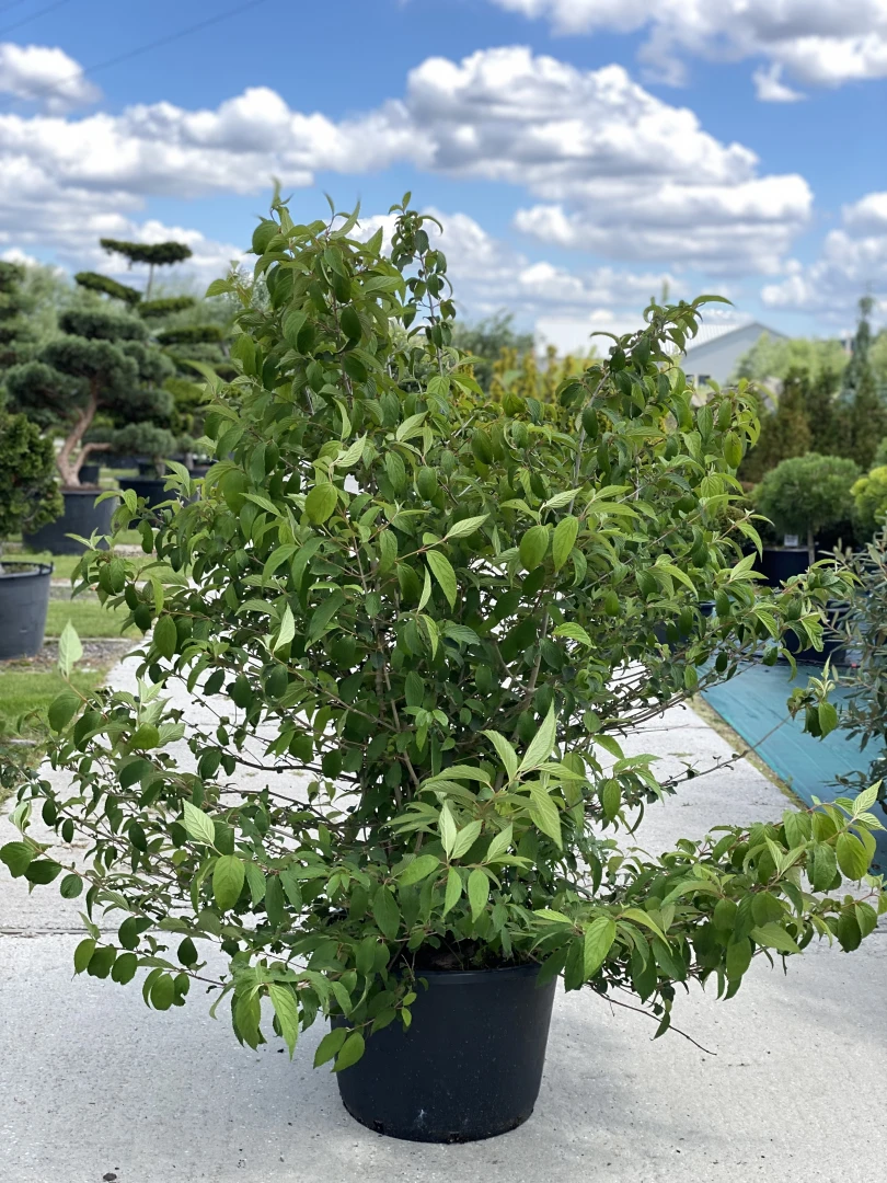 Viburnum plicatum 'Mariesii' (Kalina japońska 'Mariesii')