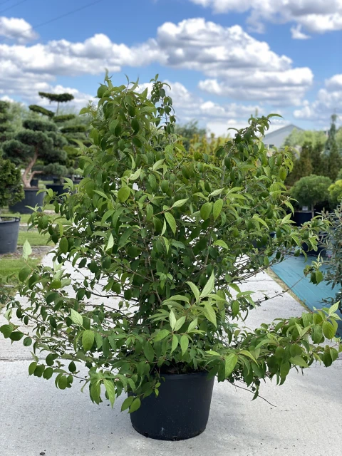 Viburnum plicatum 'Mariesii' (Kalina japońska 'Mariesii')