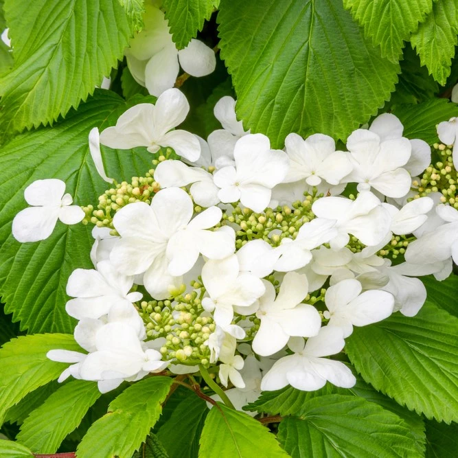 Viburnum plicatum 'Mariesii' (Kalina japońska 'Mariesii')
