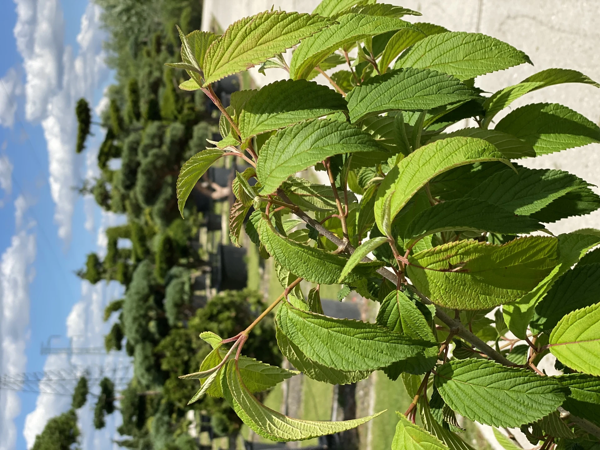 Viburnum plicatum 'Mariesii' (Kalina japońska 'Mariesii')