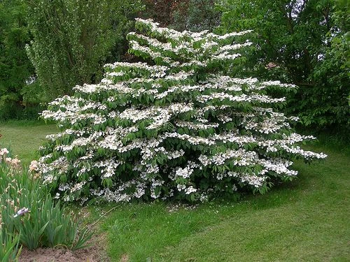 Viburnum plicatum 'Mariesii' (Kalina japońska 'Mariesii')
