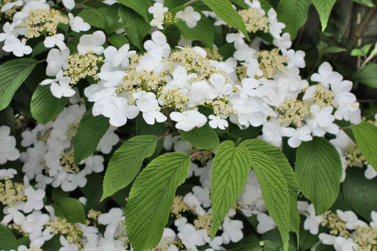 Viburnum plicatum 'Mariesii' (Kalina japońska 'Mariesii')