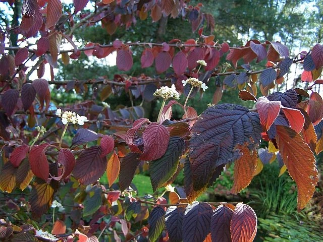 Viburnum plicatum 'Mariesii' (Kalina japońska 'Mariesii')