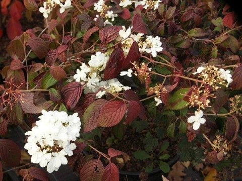 Viburnum plicatum 'Mariesii' (Kalina japońska 'Mariesii')