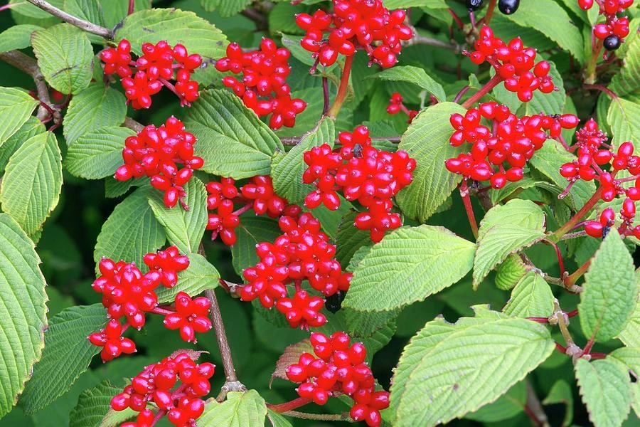 Viburnum plicatum 'Mariesii' (Kalina japońska 'Mariesii')