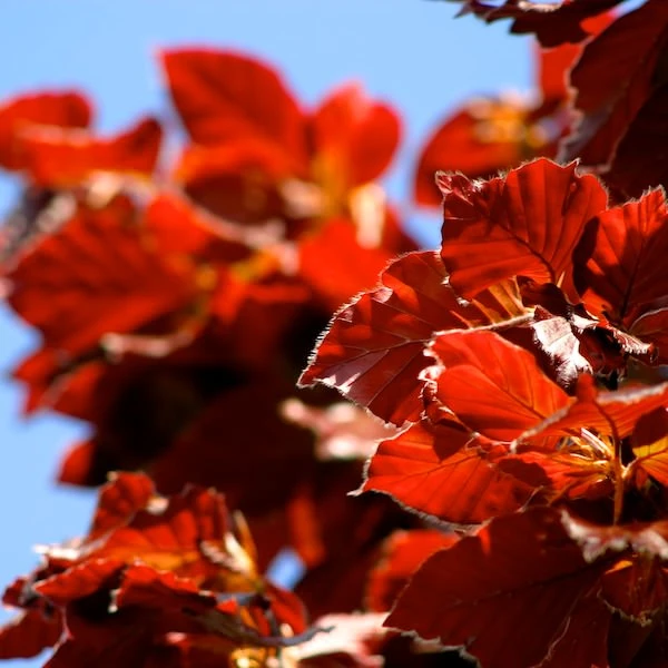Fagus sylvatica 'Dawyck Purple' (Buk pospolity 'Dawyck Purple')