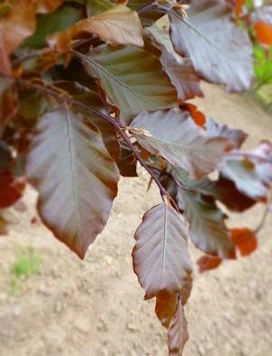 Fagus sylvatica 'Dawyck Purple' (Buk pospolity 'Dawyck Purple')