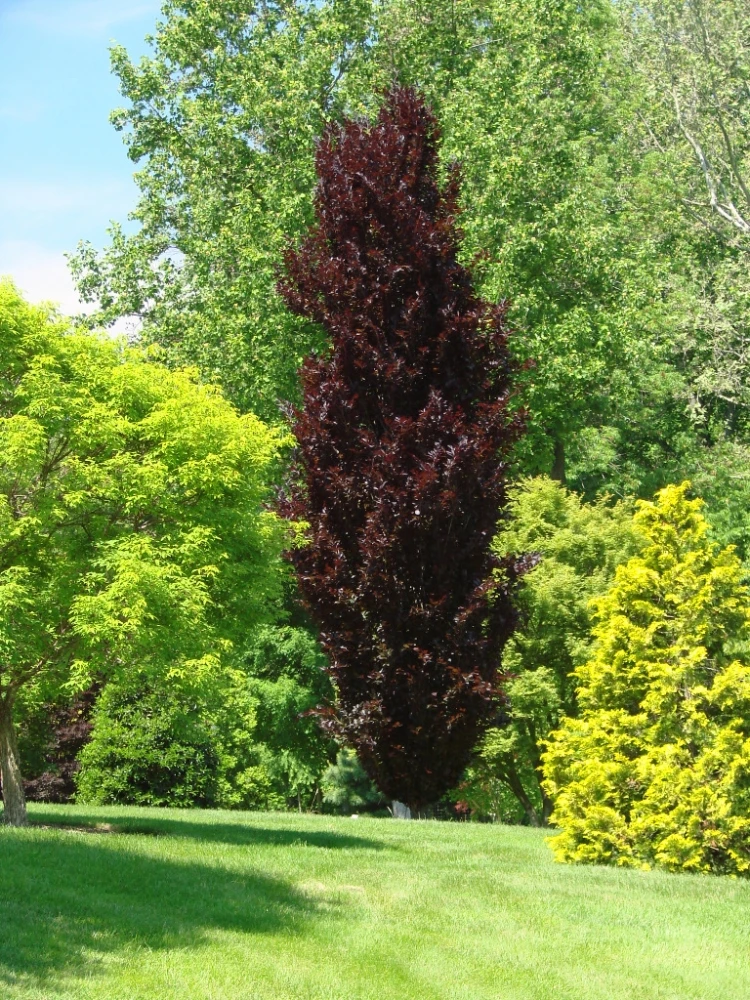 Fagus sylvatica 'Dawyck Purple' (Buk pospolity 'Dawyck Purple')