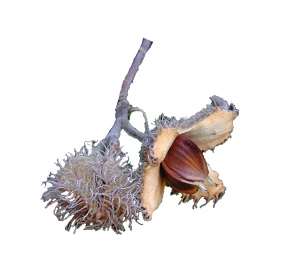 Fagus sylvatica 'Dawyck Purple' (Buk pospolity 'Dawyck Purple')