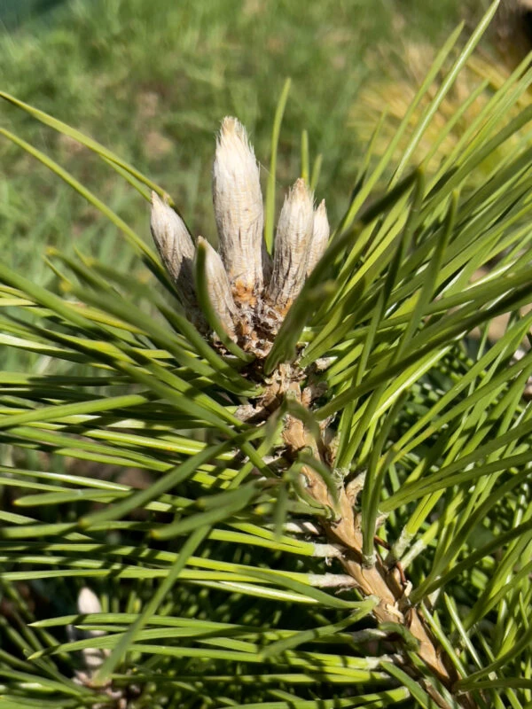Pinus thunbergii 'Banshosho' (Sosna Thunberga 'Banshosho')