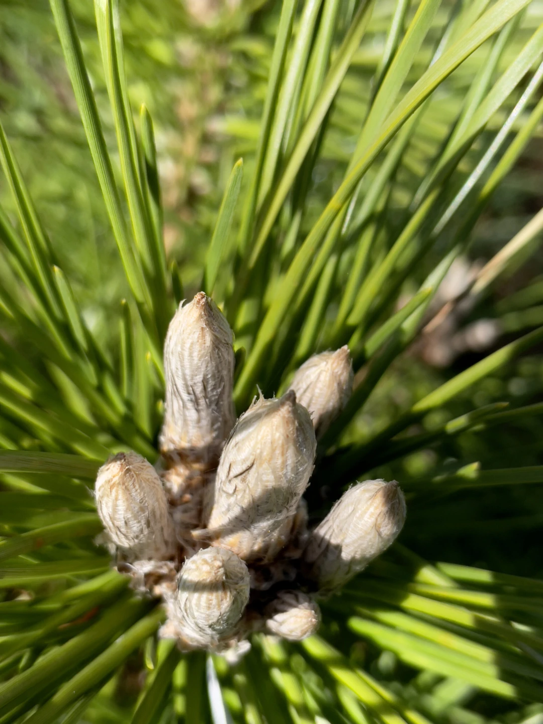 Pinus thunbergii 'Banshosho' (Sosna Thunberga 'Banshosho')