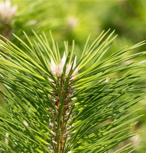 Pinus thunbergii 'Banshosho' (Sosna Thunberga 'Banshosho')