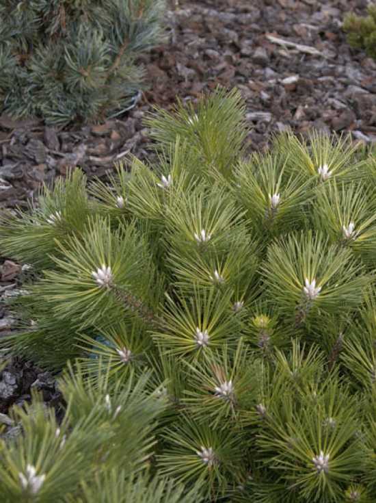 Pinus thunbergii 'Banshosho' (Sosna Thunberga 'Banshosho')