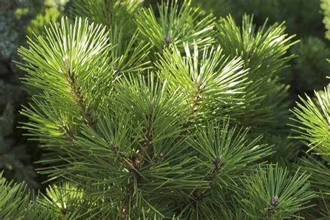 Pinus thunbergii 'Banshosho' (Sosna Thunberga 'Banshosho')