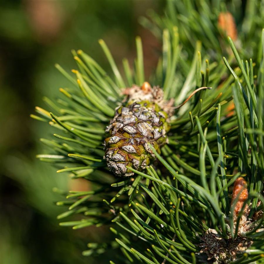 Pinus mugo 'Laurin' (Sosna górska 'Laurin')