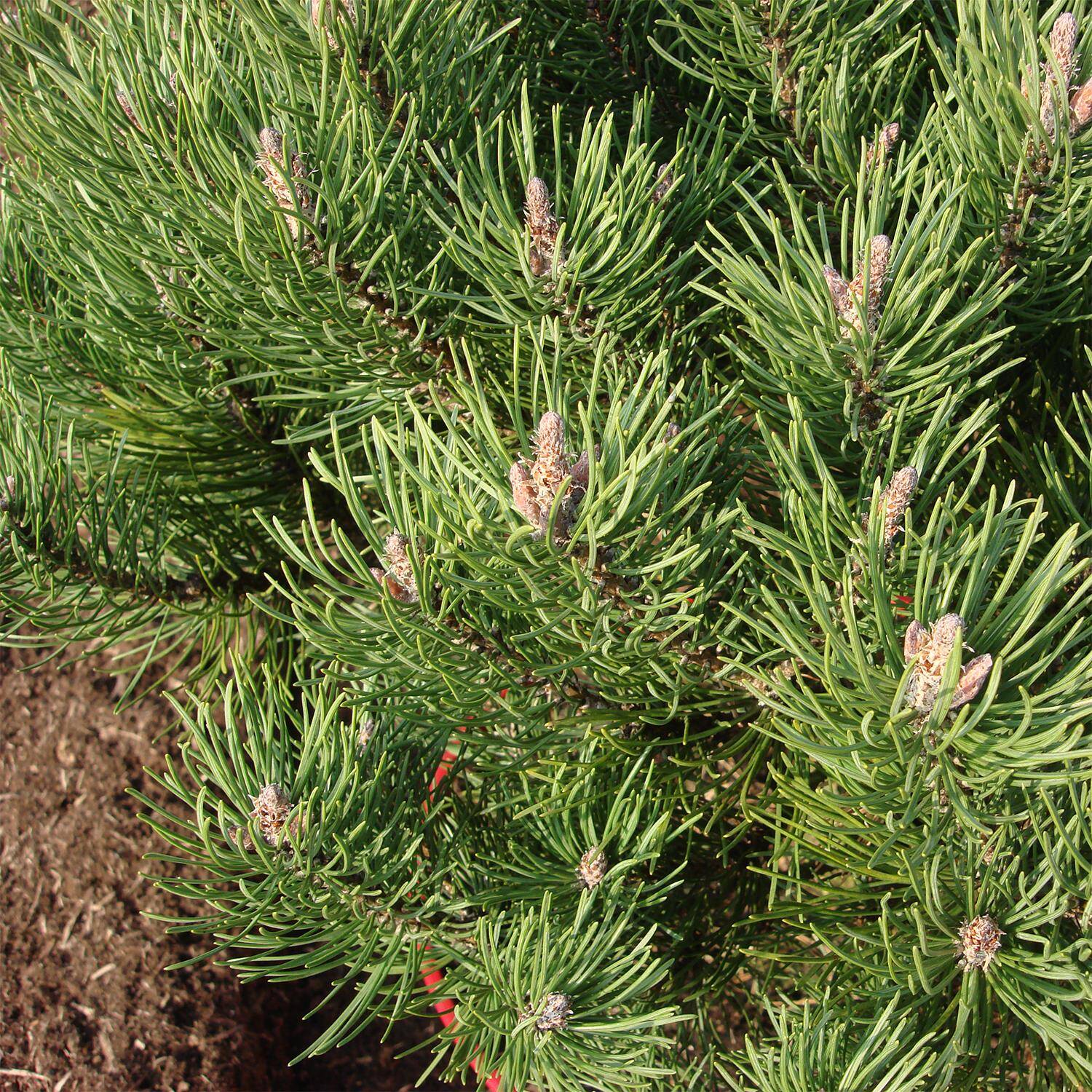 Pinus mugo 'Laurin' (Sosna górska 'Laurin')