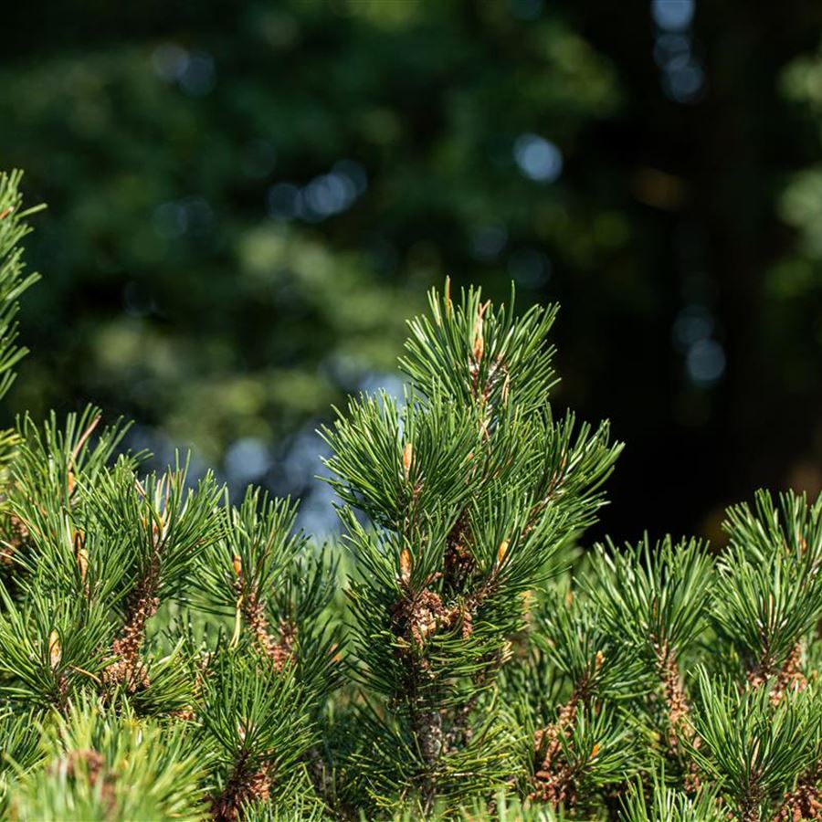 Pinus mugo 'Laurin' (Sosna górska 'Laurin')