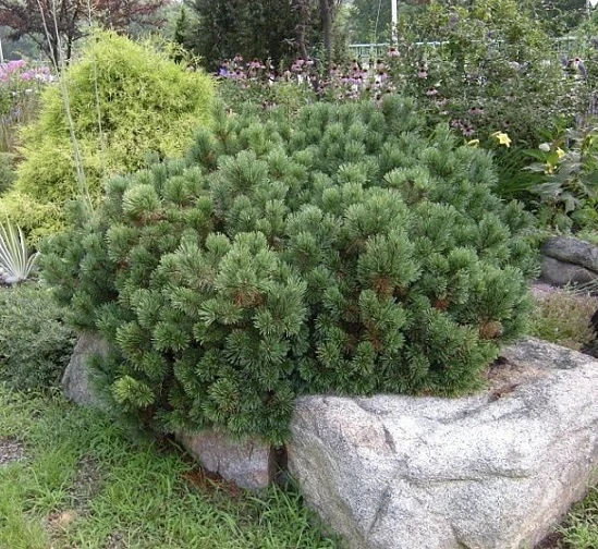 Pinus mugo 'Laurin' (Sosna górska 'Laurin')