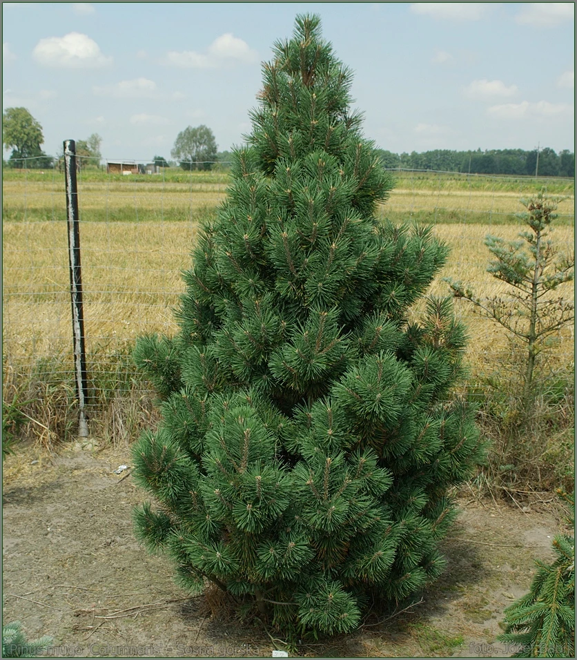 Pinus mugo 'Columnaris' (Sosna górska 'Columnaris')