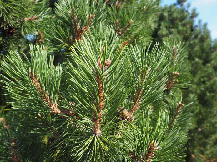 Pinus mugo 'Columnaris' (Sosna górska 'Columnaris')