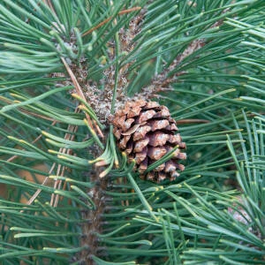 Pinus mugo 'Columnaris' (Sosna górska 'Columnaris')