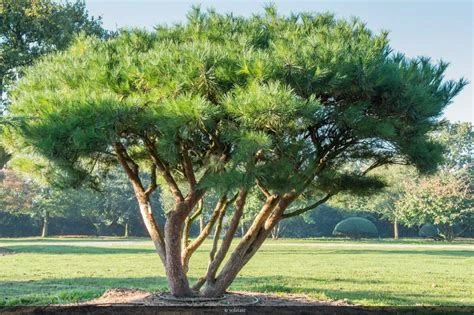 Pinus densiflora 'Umbraculifera' ( Sosna gęstokwiatowa 'Umraculifera')