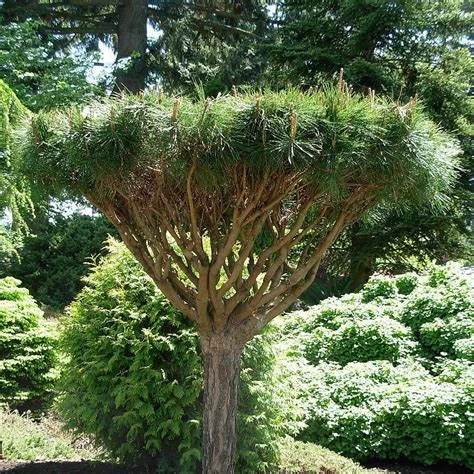 Pinus densiflora 'Umbraculifera' ( Sosna gęstokwiatowa 'Umraculifera')