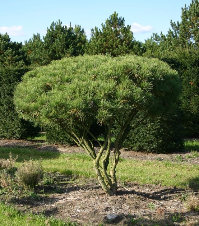 Pinus densiflora 'Umbraculifera' ( Sosna gęstokwiatowa 'Umraculifera')