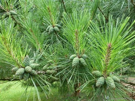 Pinus densiflora 'Umbraculifera' ( Sosna gęstokwiatowa 'Umraculifera')