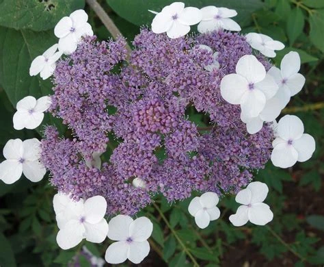 Hydrangea aspera 'Macrophylla' (Hortensja kosmata 'Macrophylla')