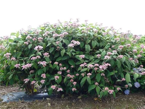 Hydrangea aspera 'Macrophylla' (Hortensja kosmata 'Macrophylla')