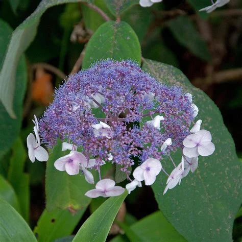 Hydrangea aspera 'Macrophylla' (Hortensja kosmata 'Macrophylla')