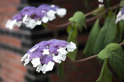 Hydrangea aspera 'Macrophylla' (Hortensja kosmata 'Macrophylla')