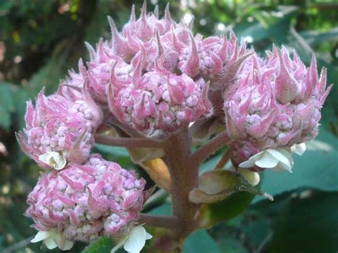 Hydrangea aspera 'Macrophylla' (Hortensja kosmata 'Macrophylla')